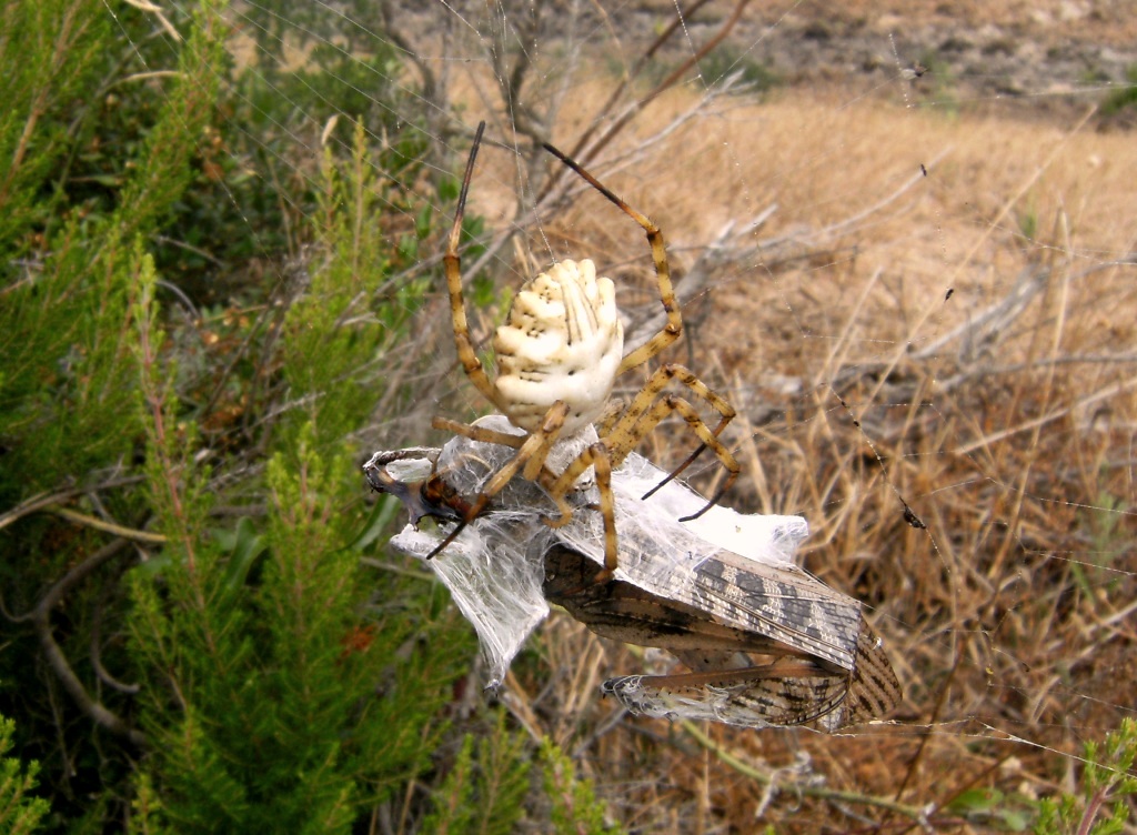 Domanda su Argiope lobata e uccellino
